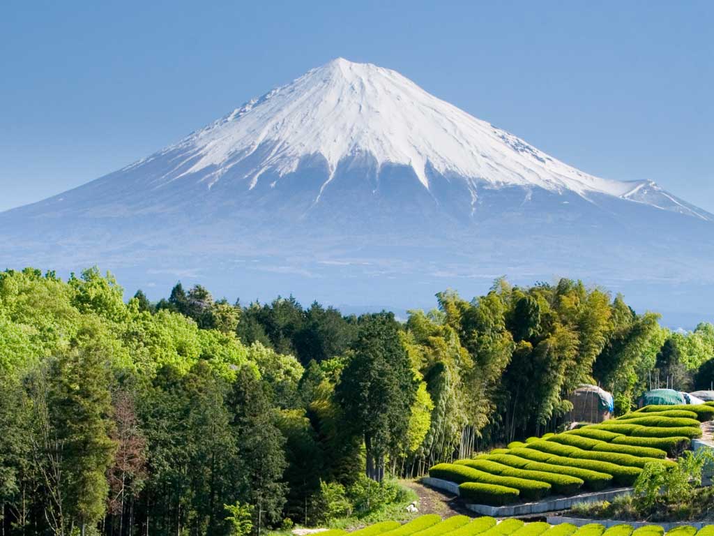 Rows of lush green tea and Mount Fuji